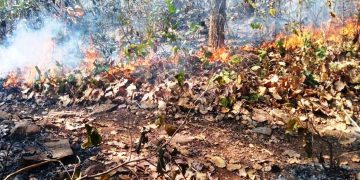 Odisha forest fire