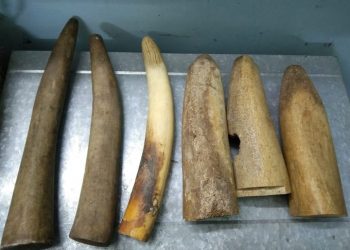 Odisha: Six elephant tusks seized; one arrested.(photo:@OdishapoliceStf)