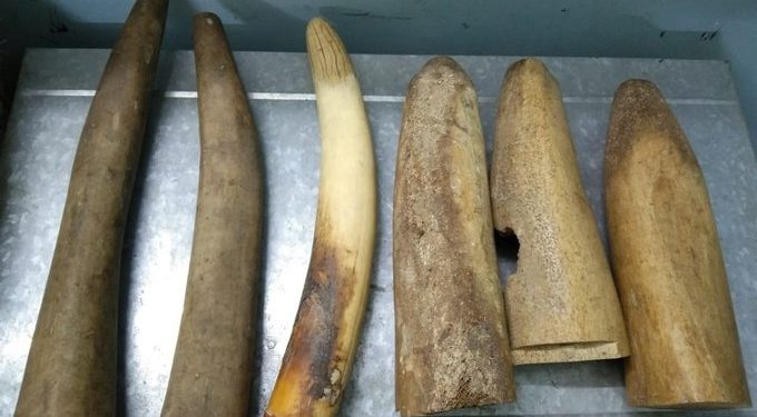 Odisha: Six elephant tusks seized; one arrested.(photo:@OdishapoliceStf)