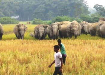 Elephant herd