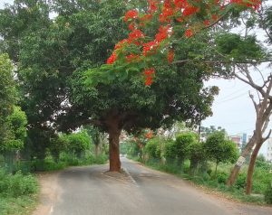 A stretch at Kalinga Nagar