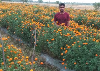 Marigold farming