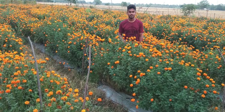 Marigold farming