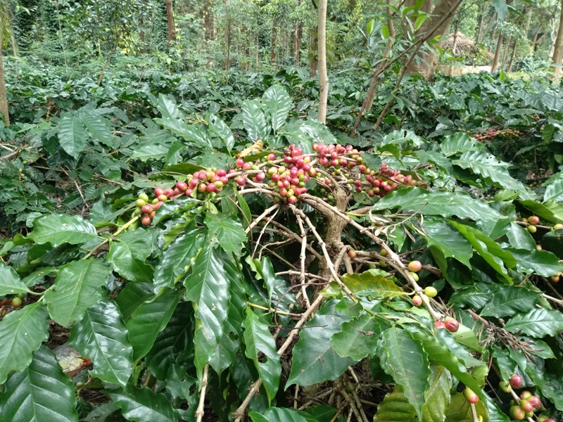 koraput coffee