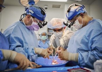 human heart transplant in brain dead patients successful.(Credit: Joe Carrotta for NYU Langone Health)