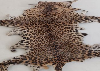 LEOPARD SKIN