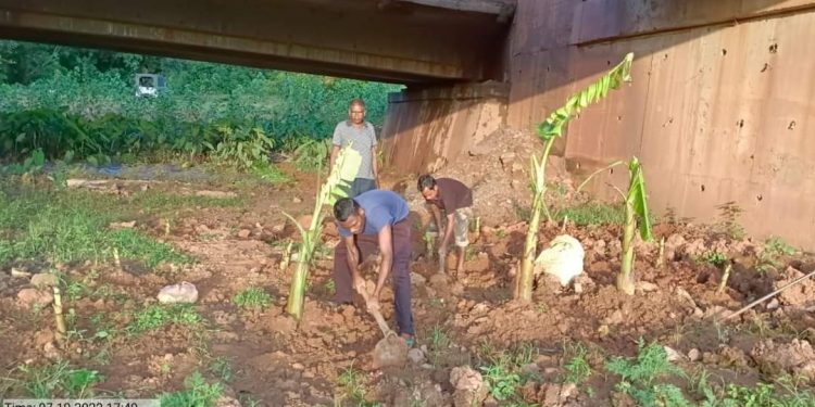 elephant underpass