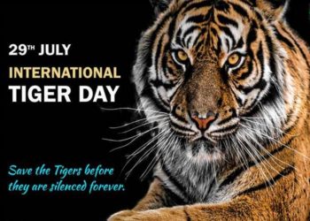 international tiger day