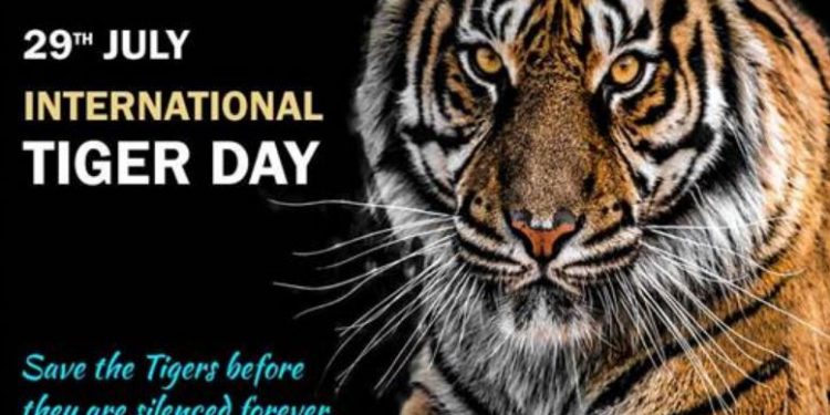 international tiger day
