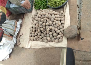 Potato cultivation