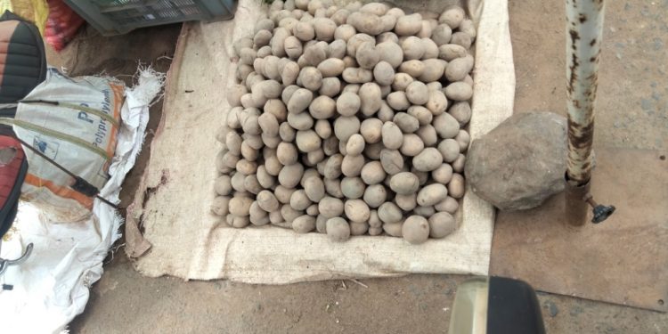 Potato cultivation