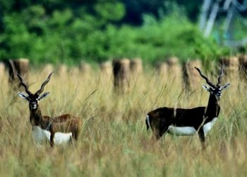 Indian antelope, Bhetanai