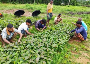 Farming sector