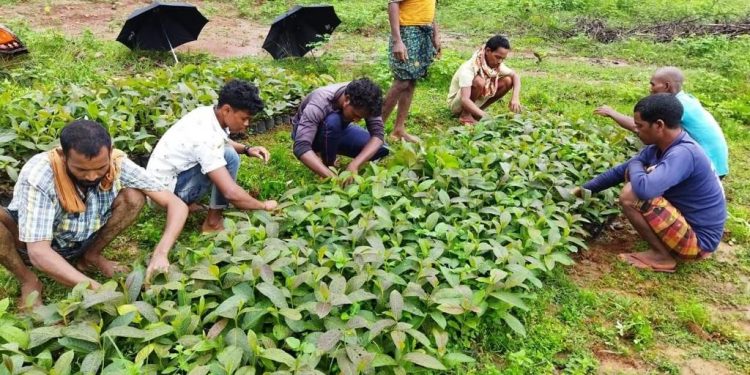 Tussar farming