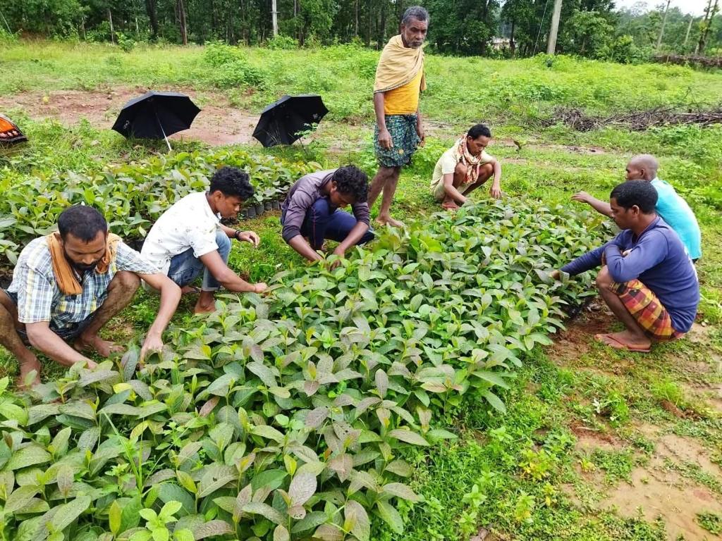 Tussar farming