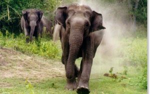 Jumbo tramples boy to death; mother critical