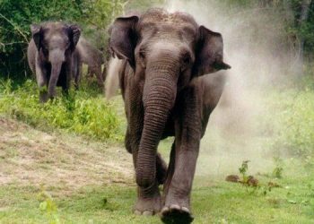 Jumbo tramples boy to death; mother critical