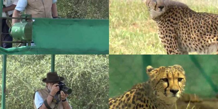 PM Modi releases cheetahs in special enclosure at Kuno National Park