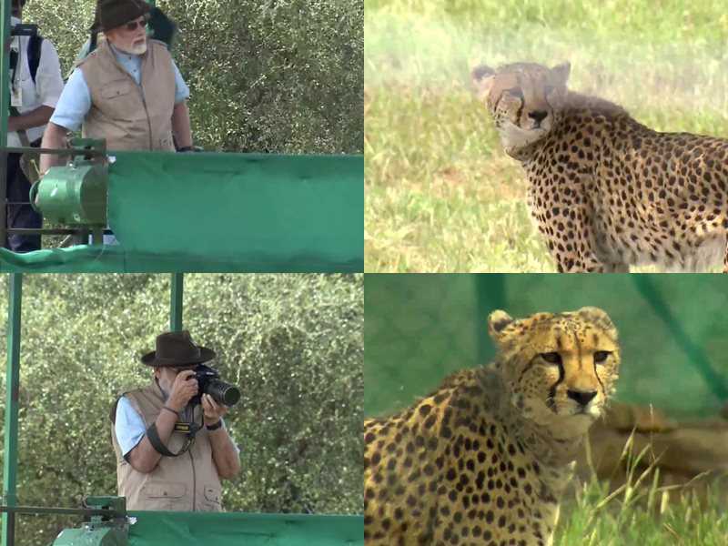 PM Modi releases cheetahs in special enclosure at Kuno National Park