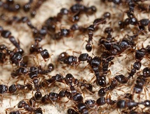 Ants