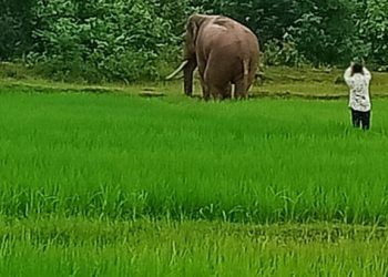 elephants killed in Odisha