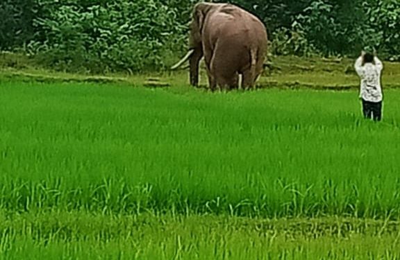 elephants killed in Odisha