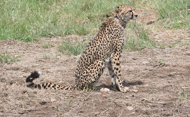Madhya Pradesh: Two more cheetahs released in KNP free range, count rises to 12