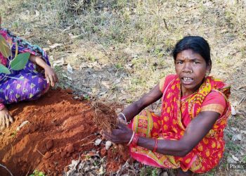 Wild yams provide health and wealth to Odisha tribals