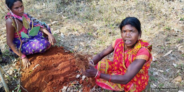 Wild yams provide health and wealth to Odisha tribals