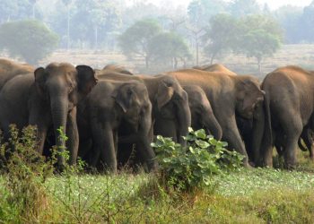 Elephant herd