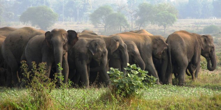 Elephant herd