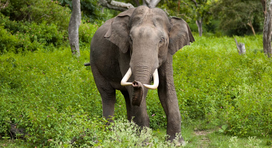 Elephant