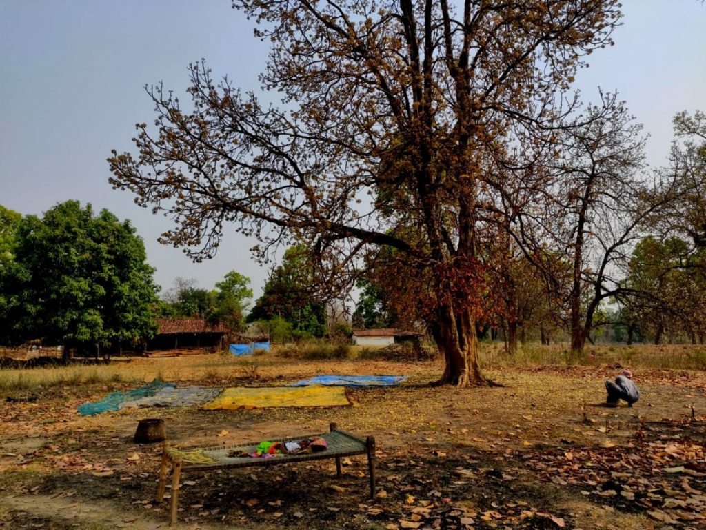 Mahua, Kandhamal