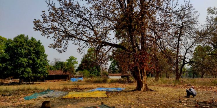 Mahua, Kandhamal