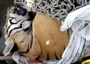 Tiger shot dead in Bihar after it killed 9 people