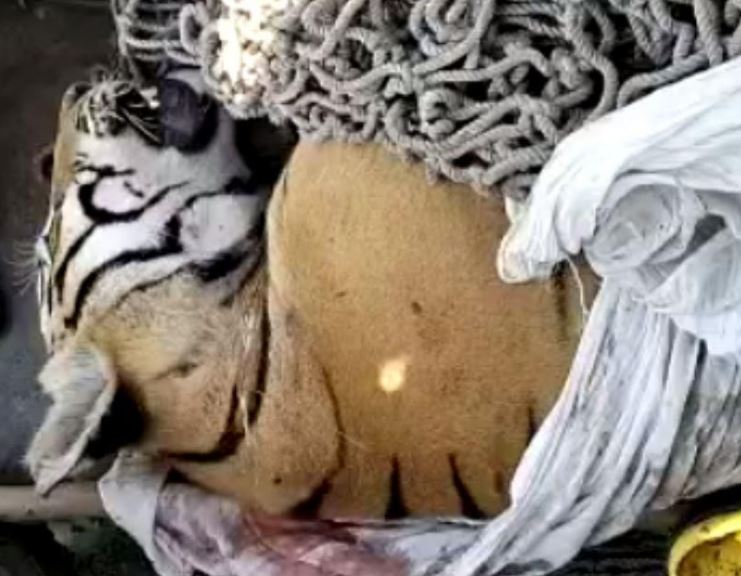 Tiger shot dead in Bihar after it killed 9 people