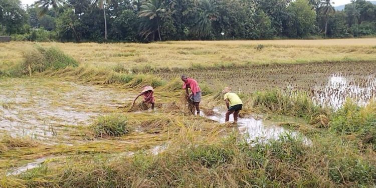 BJD-BJP slugfest starts over delay in crop insurance payment