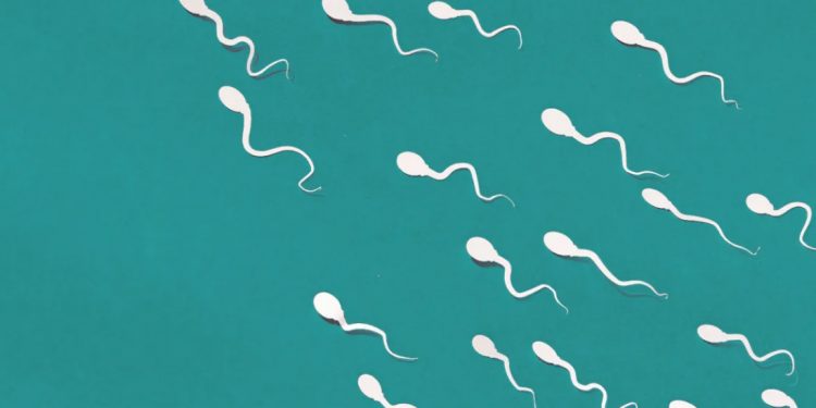 Sperm