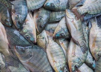 tilapia fish, marine exports