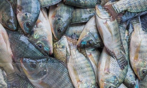 tilapia fish, marine exports