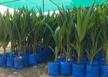 Coconut saplings