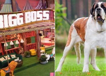 Bigg Boss 16, St Bernard