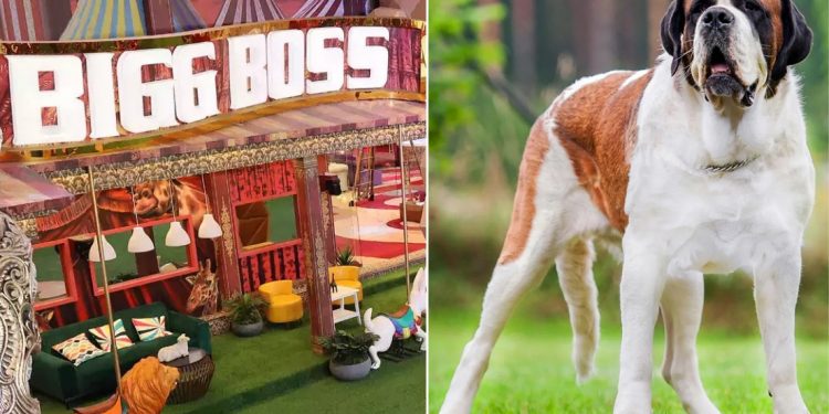 Bigg Boss 16, St Bernard