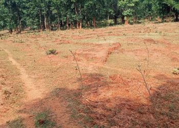 Phulbani, Forest department, Plantation