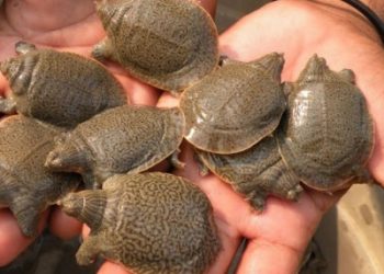 298 turtles rescued in U.P's Mainpuri