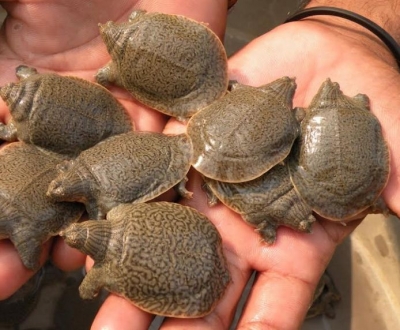 298 turtles rescued in U.P's Mainpuri