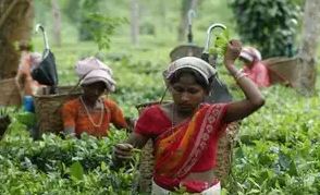 Tea exports rise 18 per cent in first 10 months of 2022