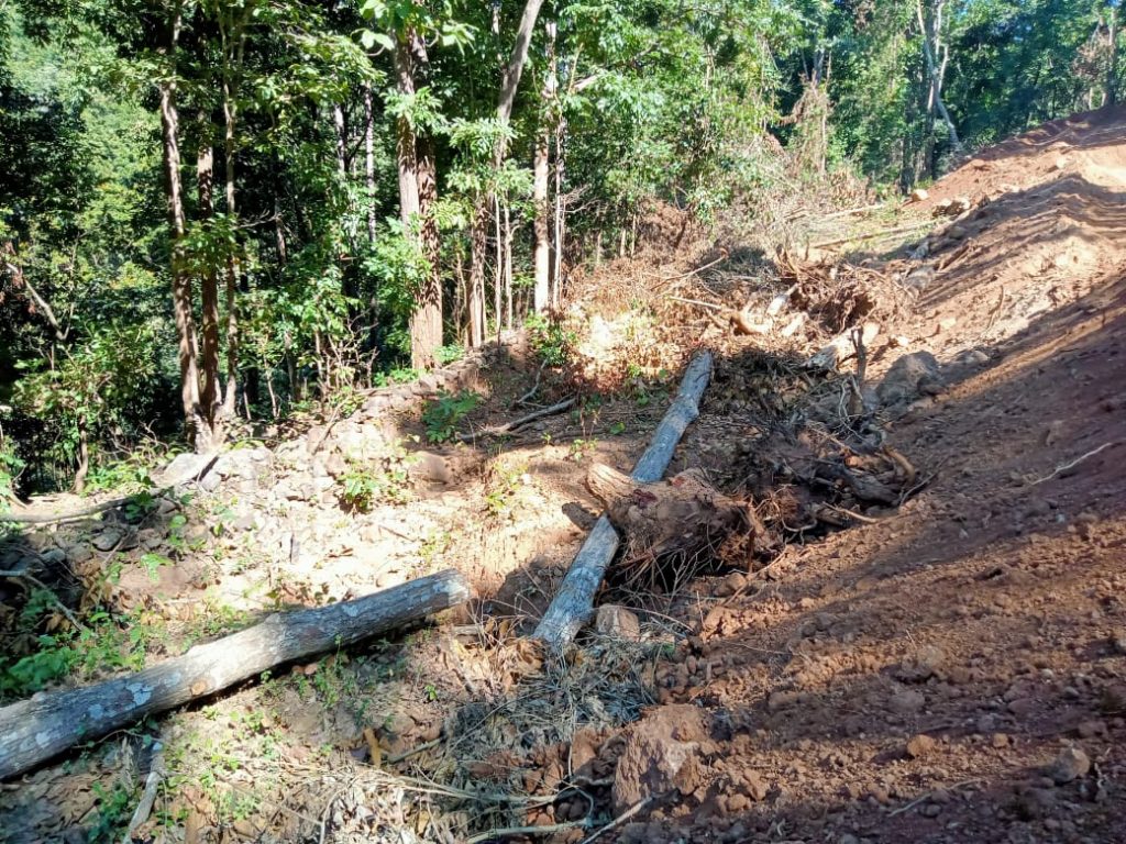 Trees felled in hilly terrain sans Forest department’s nod