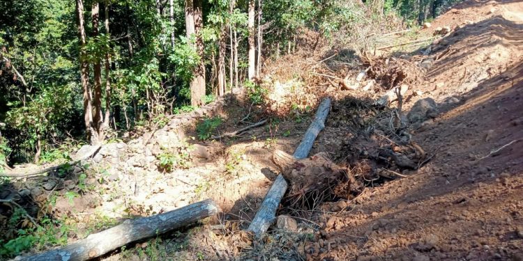 Trees felled in hilly terrain sans Forest department’s nod