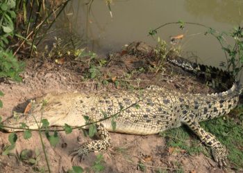 White crocodiles re-sighted in Bhitarkanika, marginal increase in number of reptiles